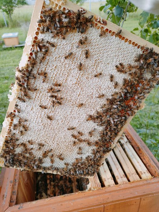 Miód z własnej pasieki Rzepakowy,Wielokwiatowy, Akacjowy, Lipowy 2025r