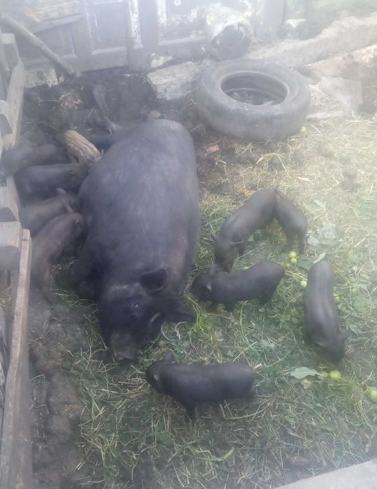 Свиноматка вєтнамська недорого