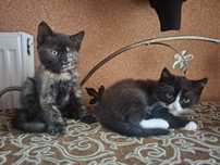 Котики 2 хлопчики