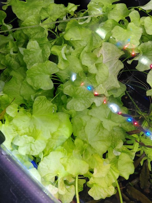 Roslinki akwariowe zestaw 15 szt