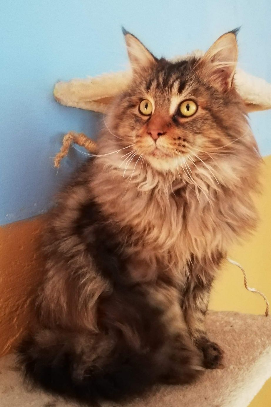 Maine Coon reproduktor