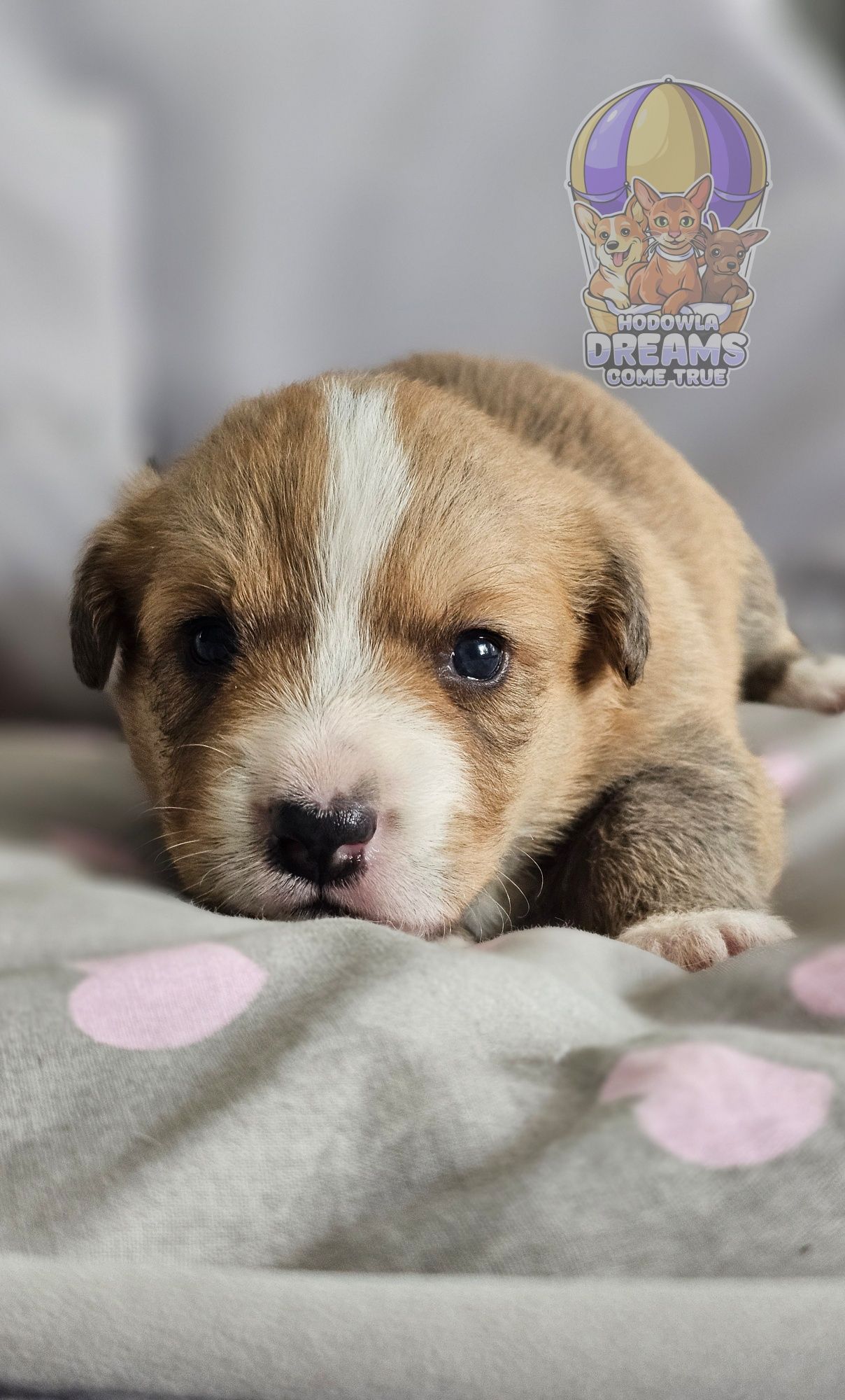 Welsh Corgi Cardigan **Sunia**Do Rezerwacji