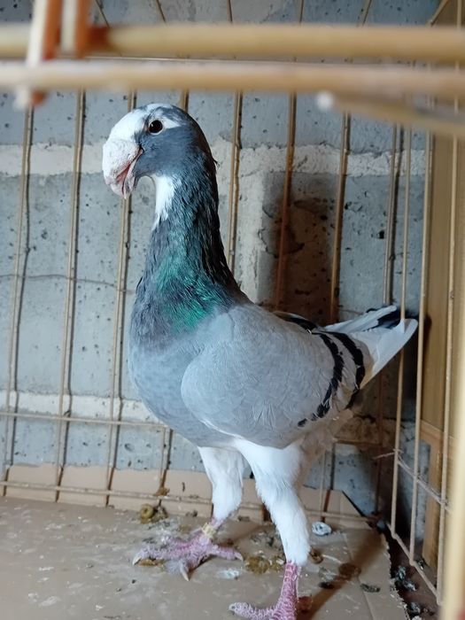 Niemiecki wystawowy likwidacja hodowli OKAZJA