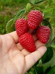 Maliny deserowe letnie jesienne powtarzające  /wysyłka /