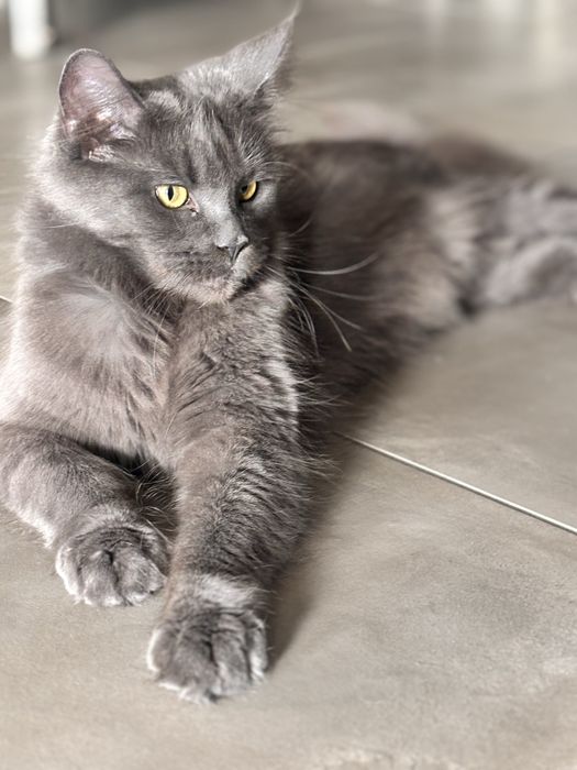 Kotka maine coon rodowód Felis Polonia