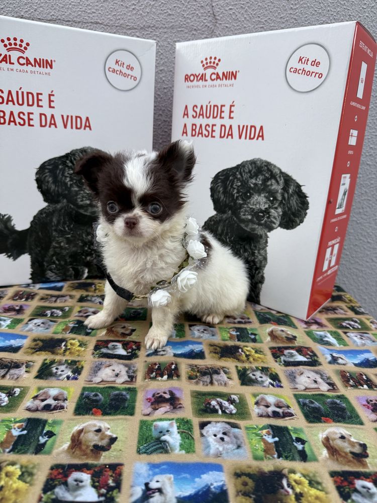 Lindissima Mini Menina chihuahua  pêlo longo