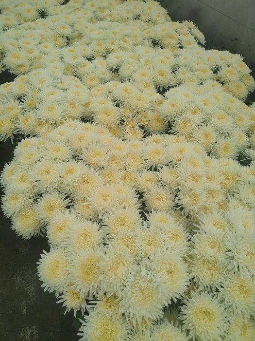 Chryzantemy hurt i detal