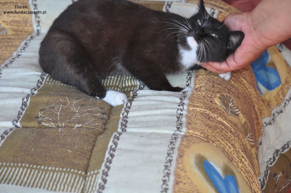 Florek - cudowny kociak szuka domku