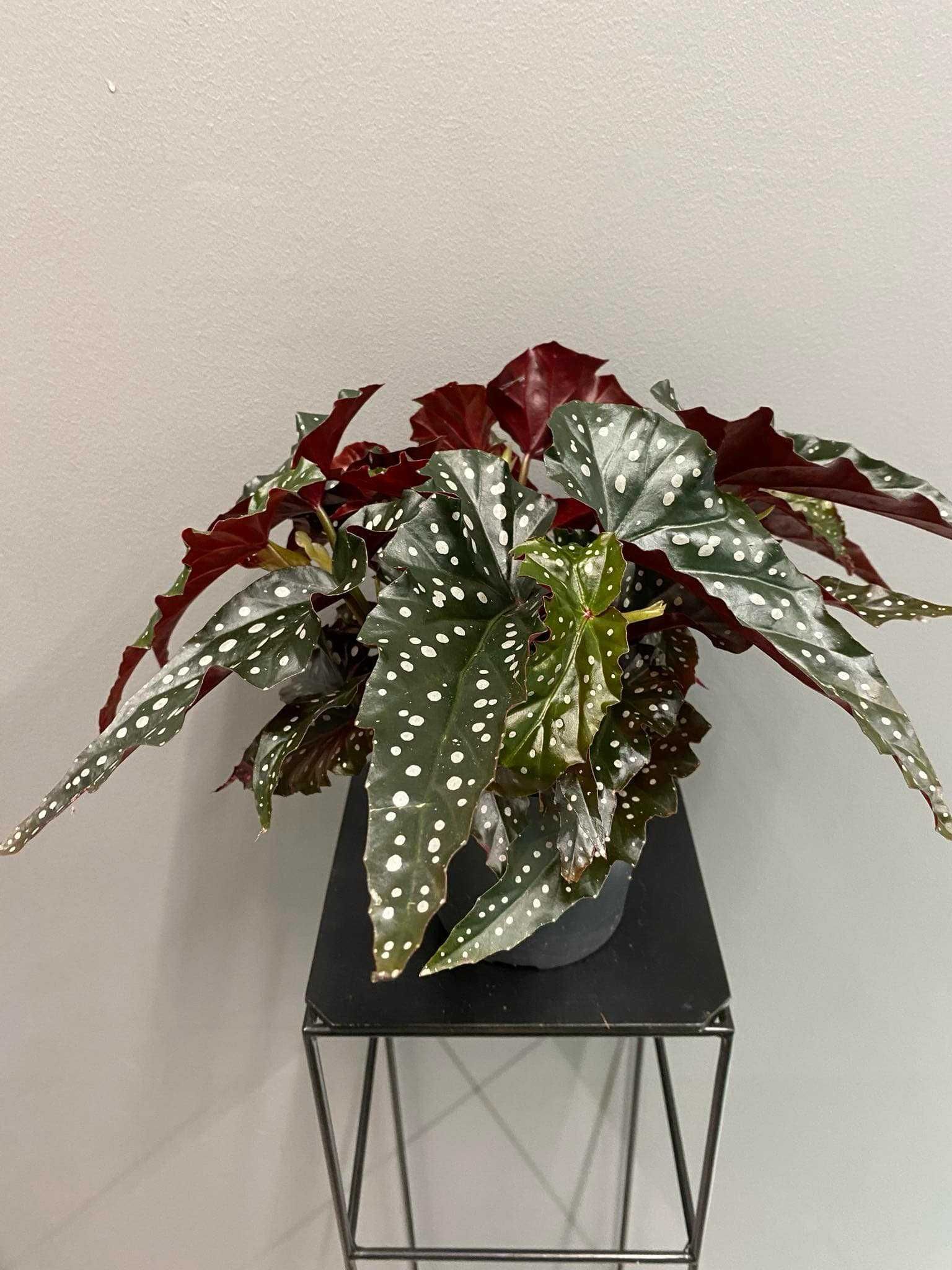 Begonia Black Forest