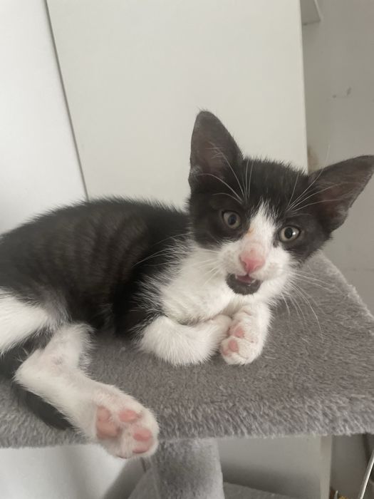 Oddam kotki w dobre rece