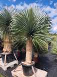 Yucca rostrata, juka rostrata, juka mrozoodporna -20