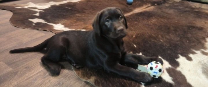 Подарунок дитині на свята цуценята розплідника Лабрадор Ретривер