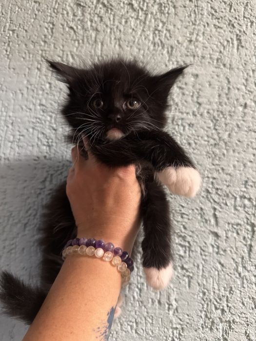 Кошенята мейн кун,дівчатка