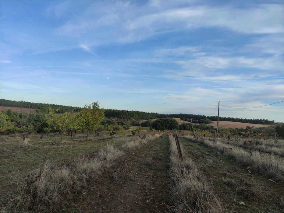 Quinta com 15 hectares