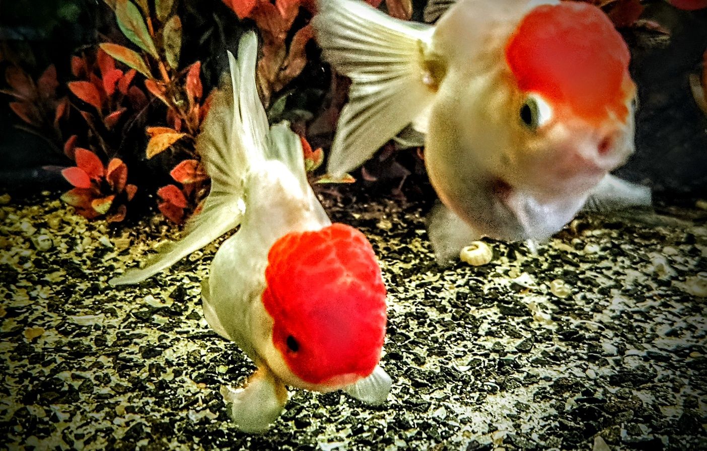 ,,Oranda Red head,,czerwony kapturek welonki welony welonka goldfish