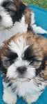 Shih TZU śliczny piesek