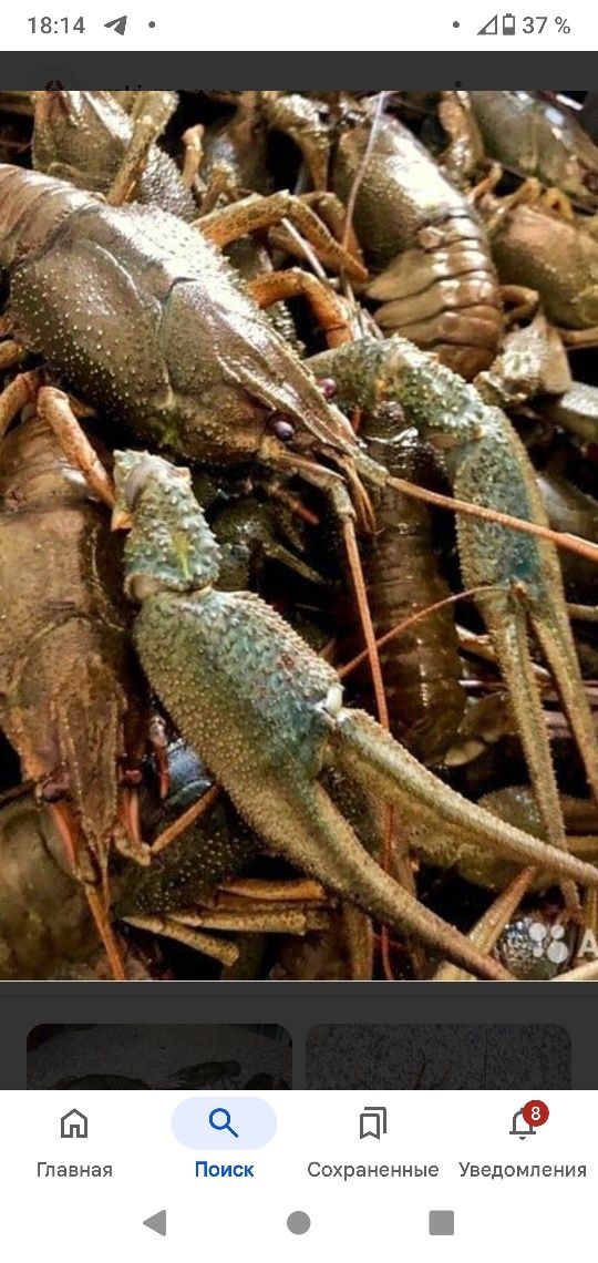 Куплю Живых Раков