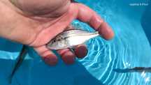 Dimidiochromis compressiceps