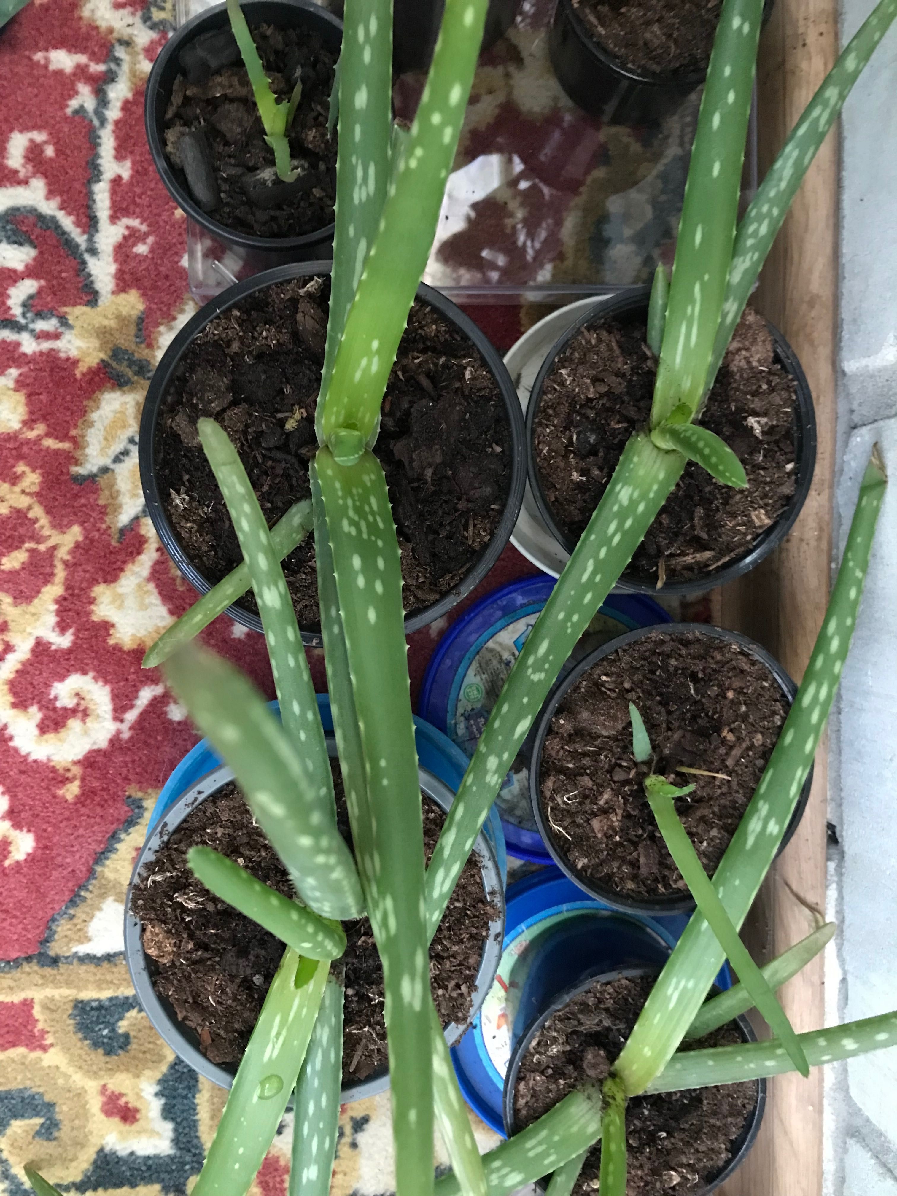 Алое вера (Aloe vera)