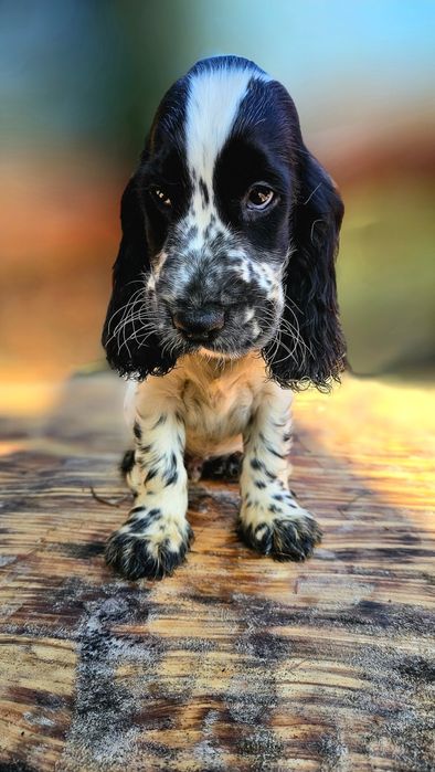 Cocker Spaniel Angielski - Piesek Blue Roan, szczeniak