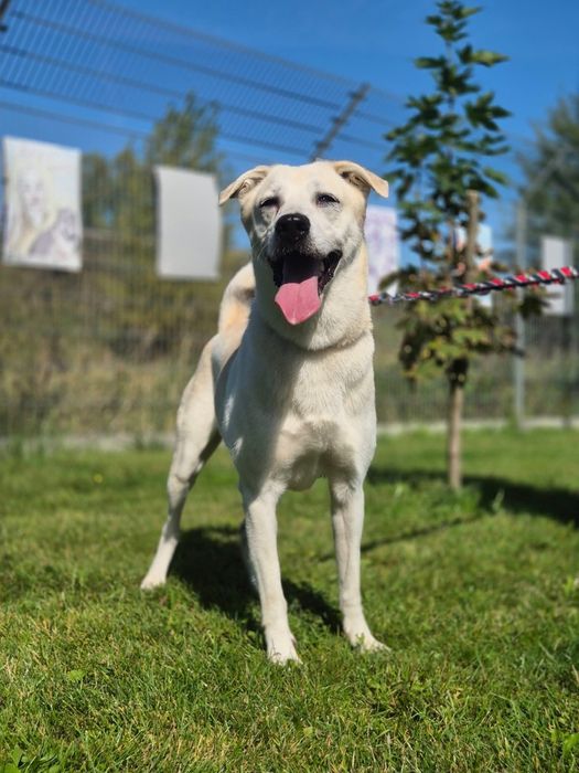 Piękna Samira szuka domu