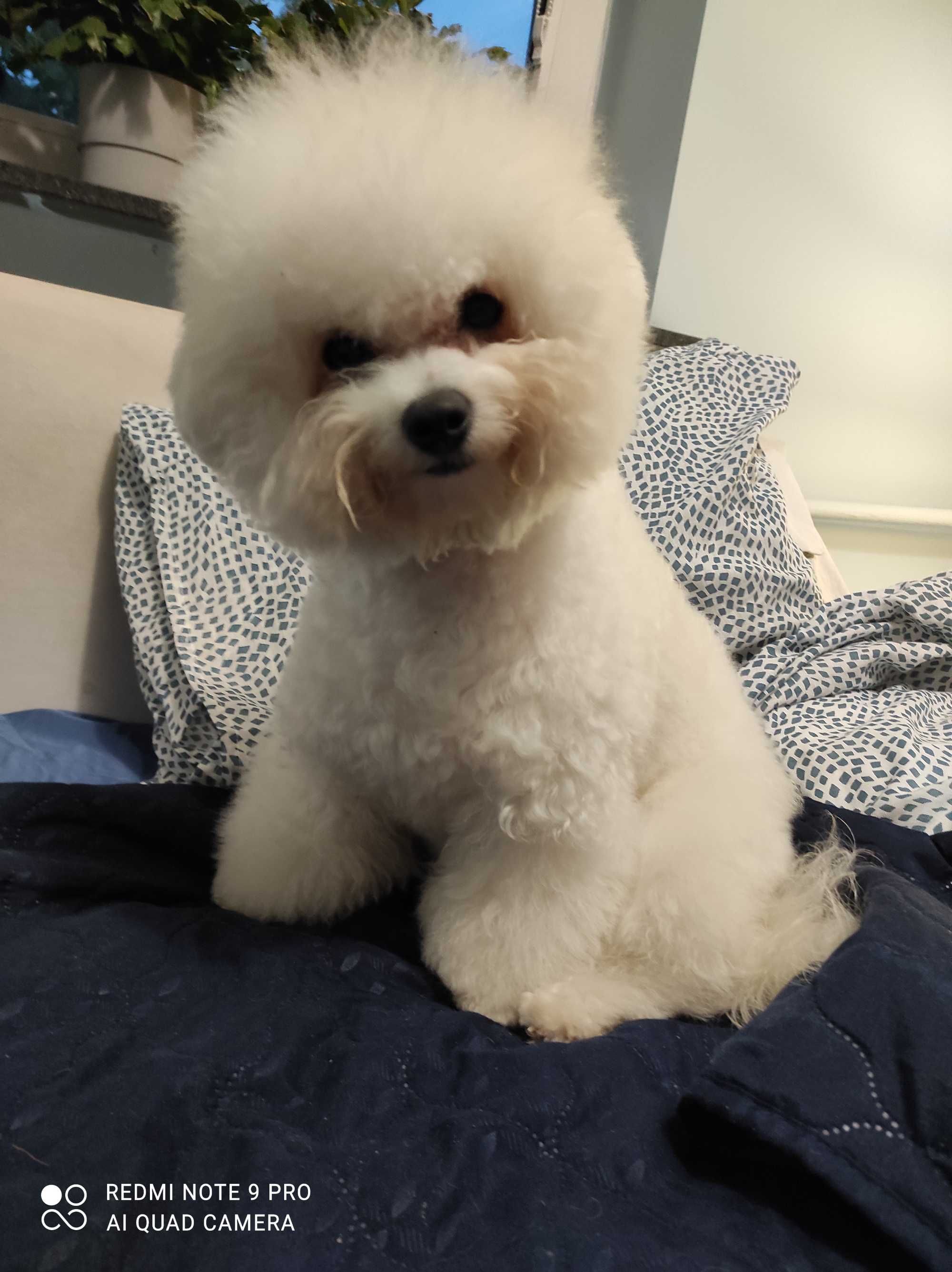 Piesek bichon frise z rodowodem