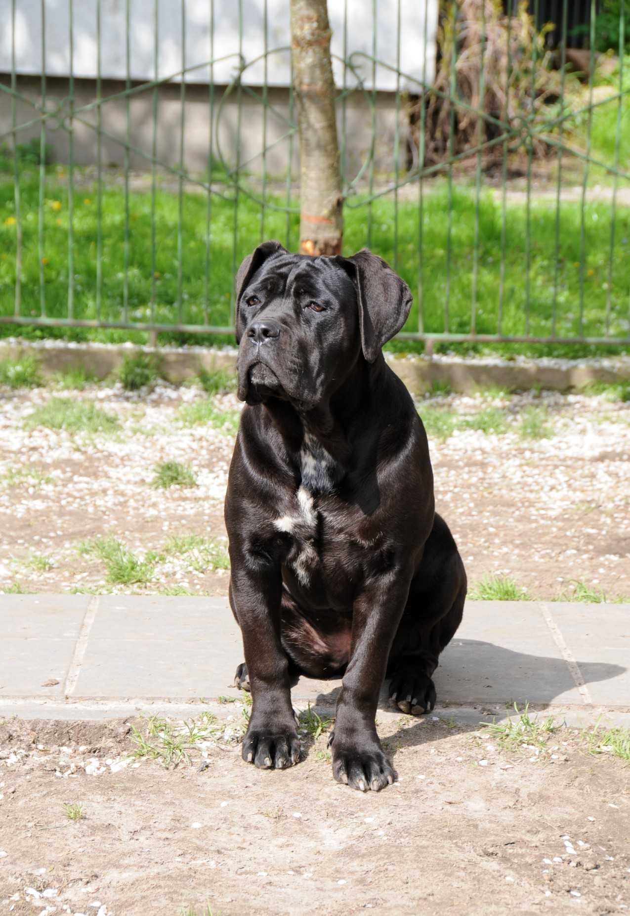 Cane Corso Hodowla Tytani Wschodu ZKwP/FCI