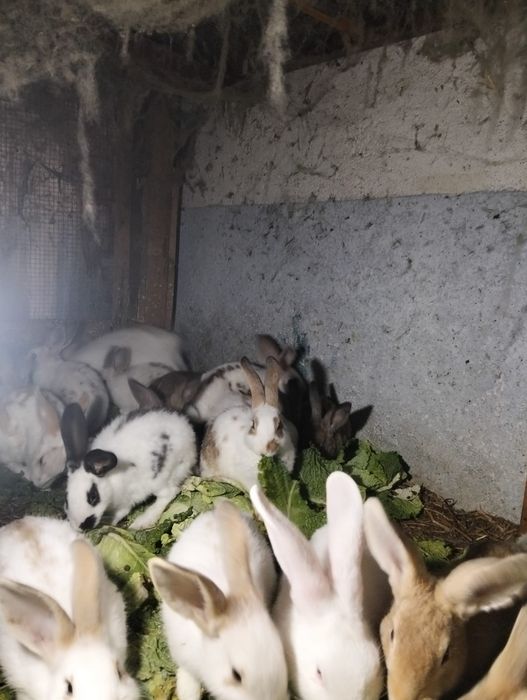 Tenho coelhos macho e femias