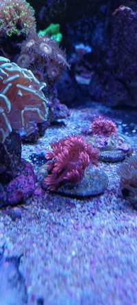 Goniopora pink polecam