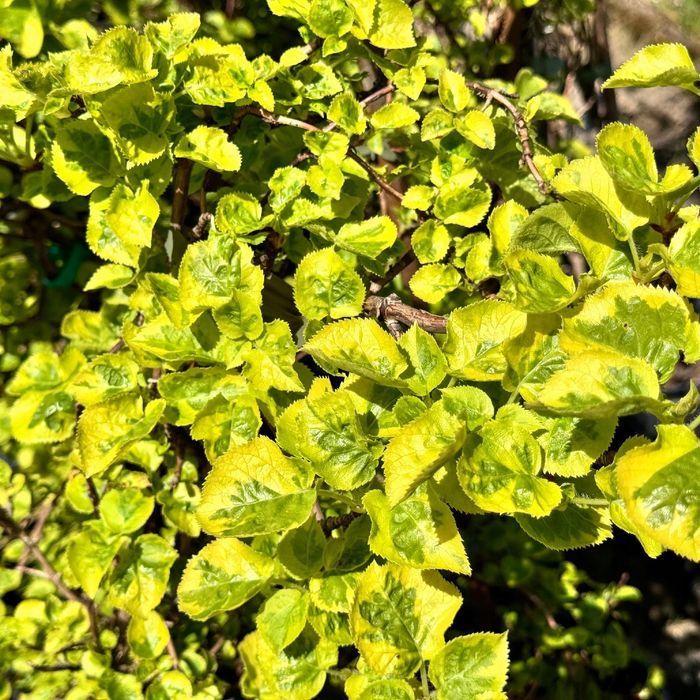 Hortensja pnąca 'Mirranda' (Hydrangea) Pnącze do cienia Poj. 2L