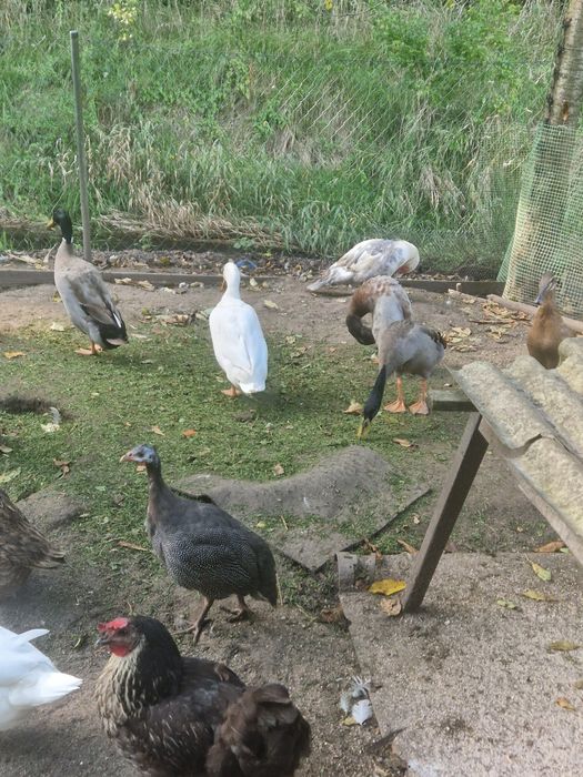 Sprzedam parę biegusòw na ślimaki