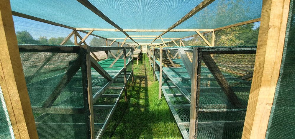 Готовий прибутковий бізнес – равликова ферма. Переяслав, Київська обл.