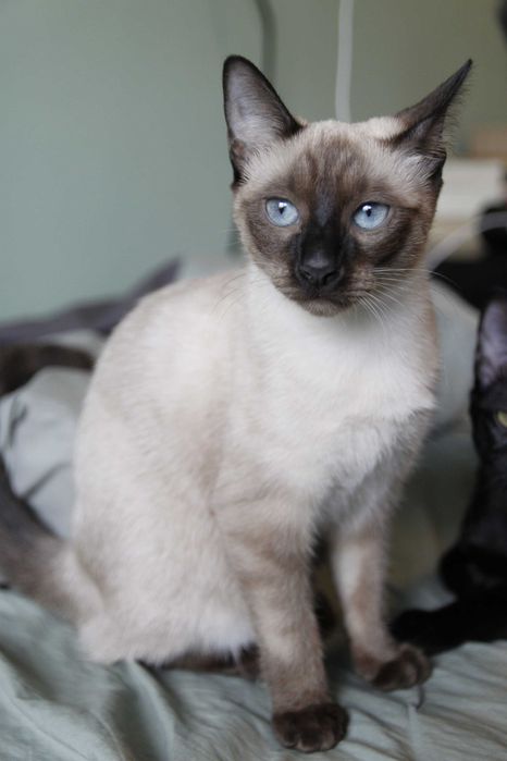 Gatinha siamesa para adoção BRAGA