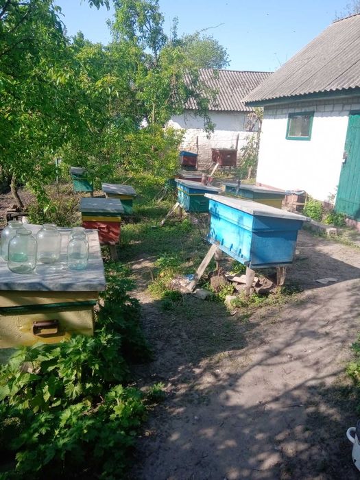 Продаю Бджолосім'ї