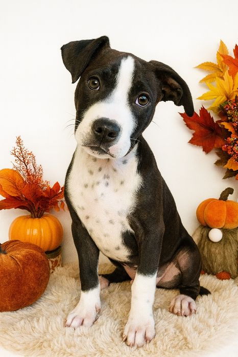 Cudowny i rodzinny piesek amstaff!