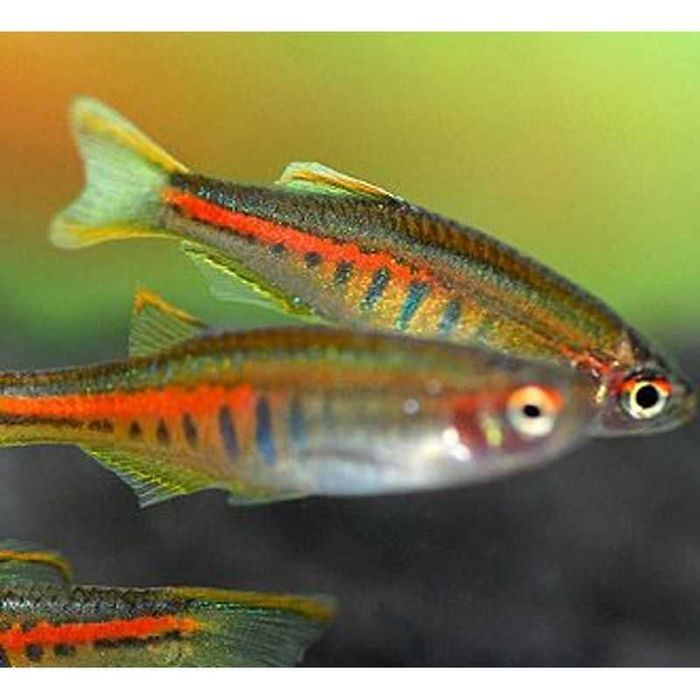 Peixe - Danio Choprae