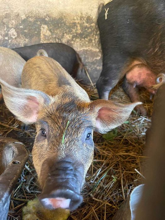 Продам поросята породи мангал дюрок