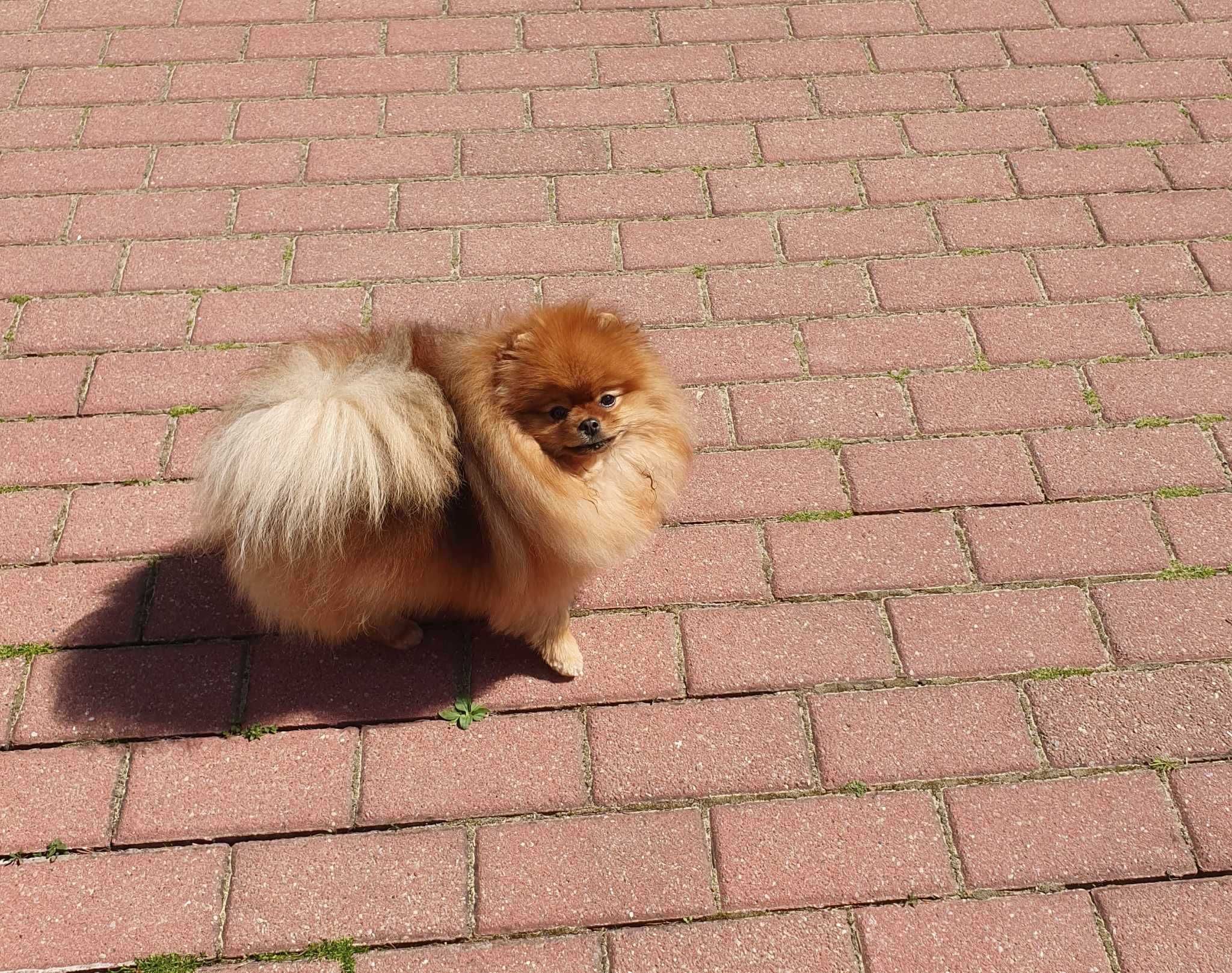 Szpic miniaturowy ,,Pomeranian'' suczka