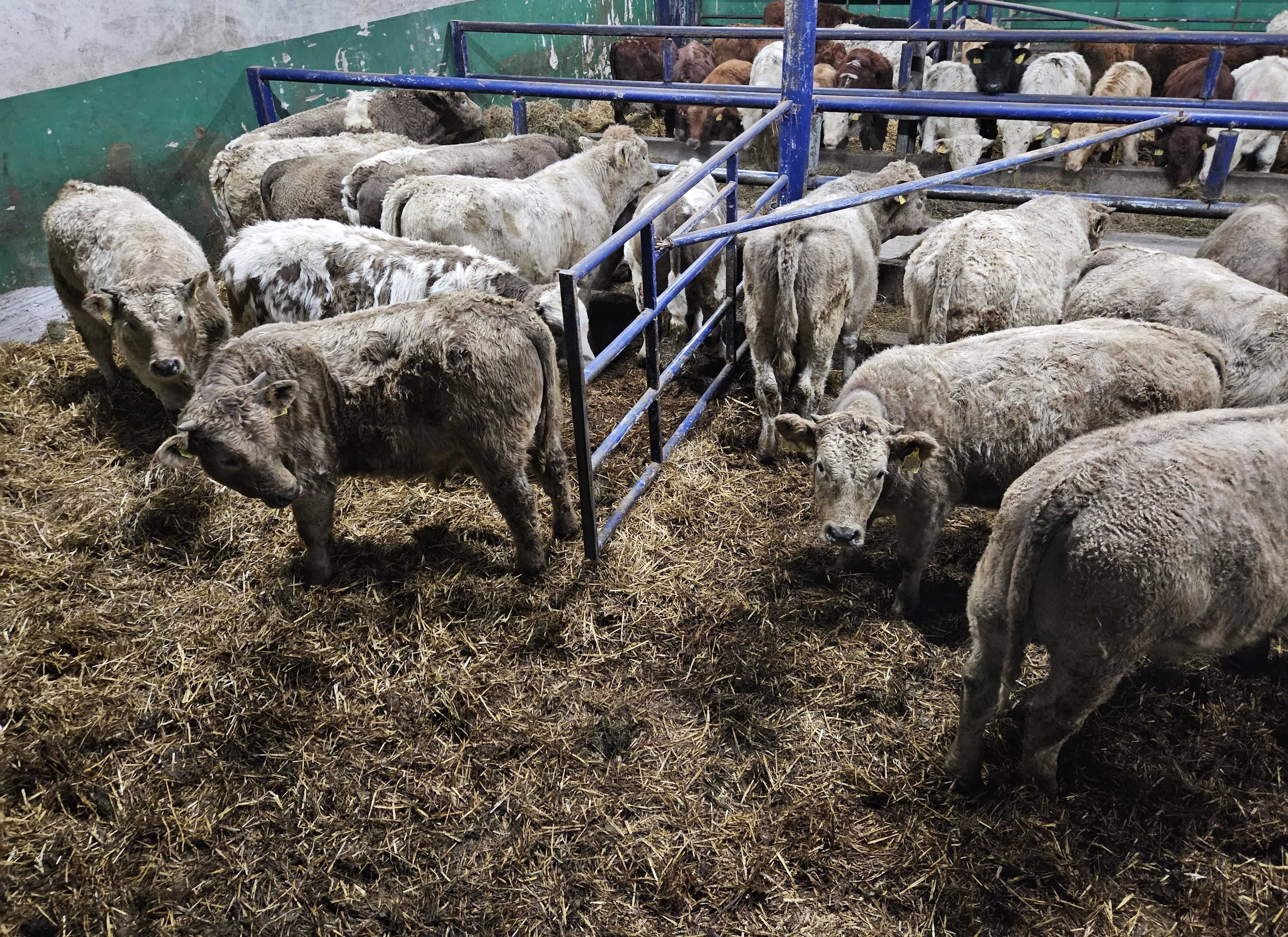 byczki odsady byk jałówki mięsne Charolais mieszańce