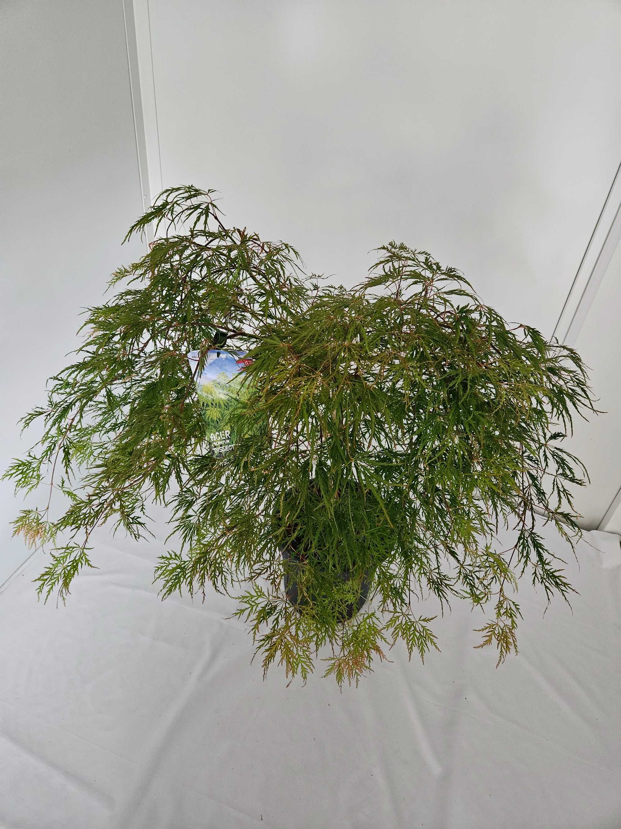 Bonsai – Klon japoński palmowy 'Dissectum' (Acer palmatum dissectum)
