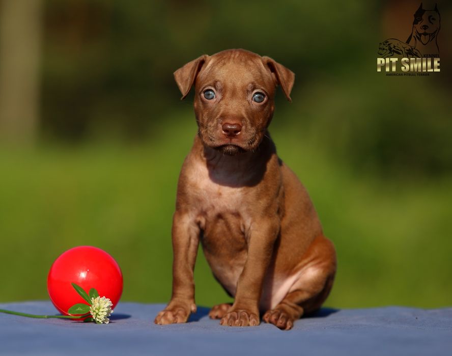 Шоколадна красуня Американського Пітбультер'єра