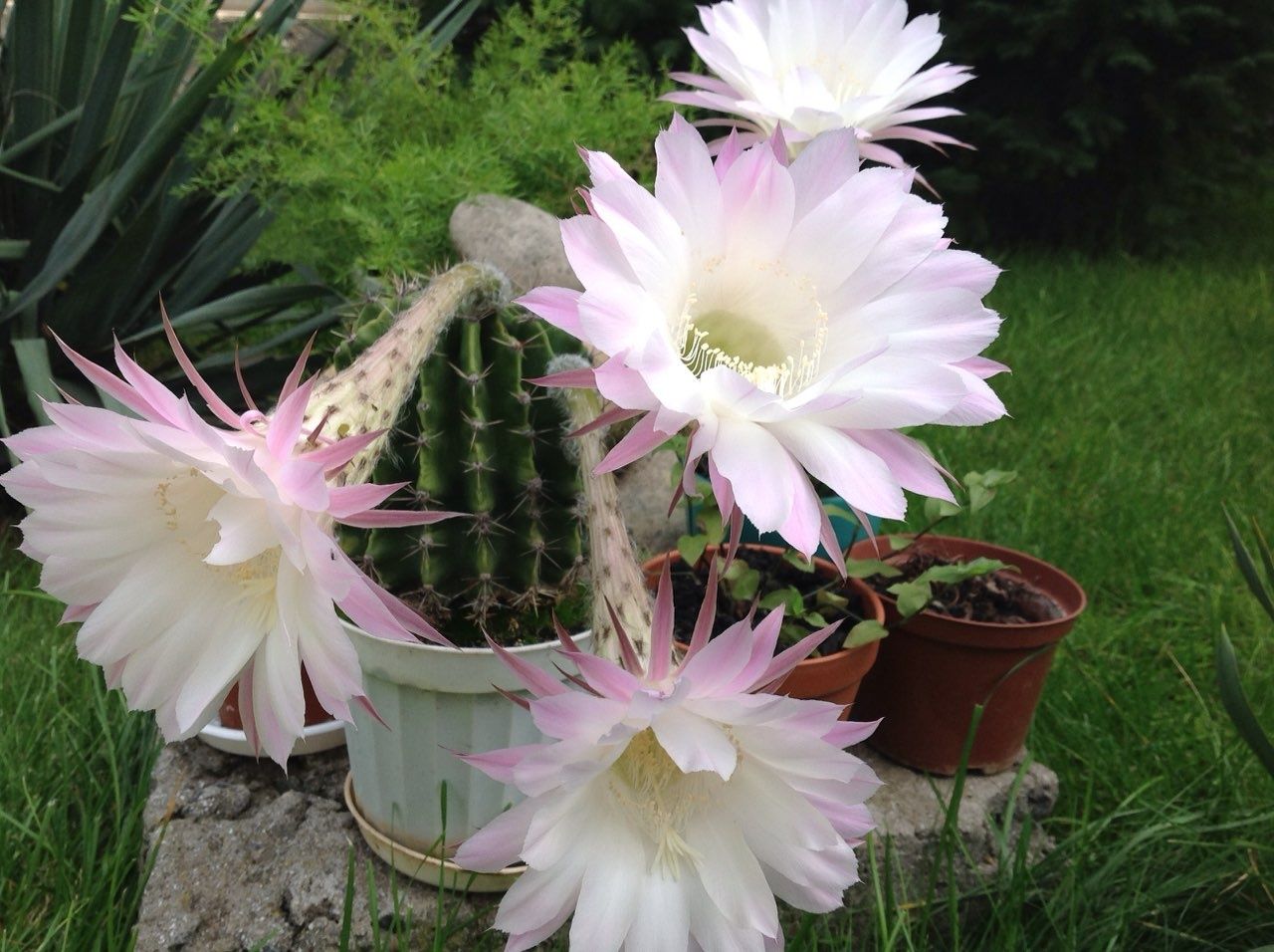 Кактус Echinopsis
