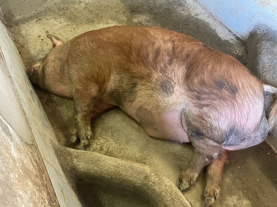 Porco DUROC.