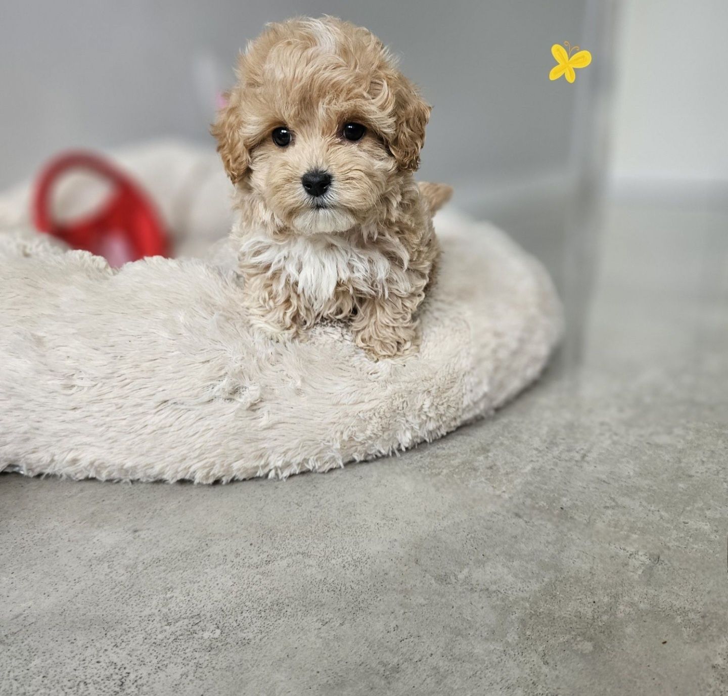 Maltipoo Maleńki Pudelkowy Chłopczyk