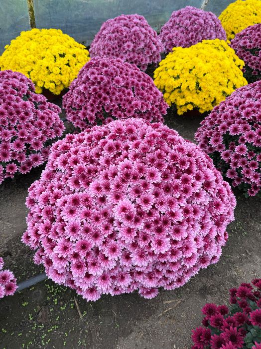 Chryzantemy drobnokwiatowe