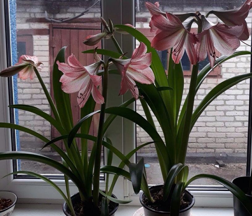 Гіппеаструм (молоді клубні)