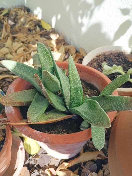 Plantas todas está a venda