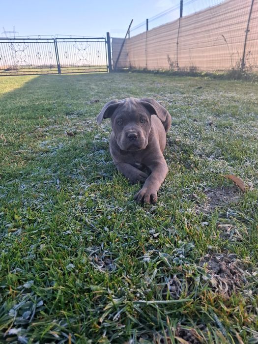 Suczka Cane Corso