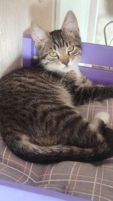 Отдам котенка мальчика