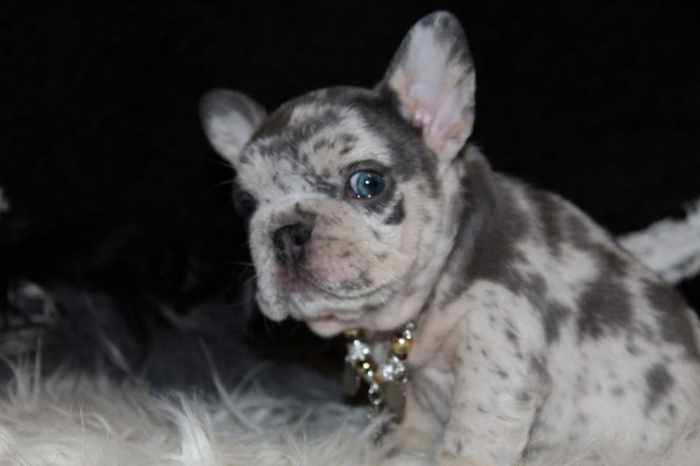 Piękna, miniaturowa dziewczynka.